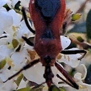 Gminatus australis at Justice Robert Hope Reserve (JRH) - 16 Dec 2023