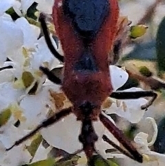 Gminatus australis (Orange assassin bug) at Justice Robert Hope Reserve (JRH) - 15 Dec 2023 by abread111