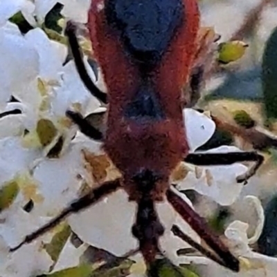 Gminatus australis (Orange assassin bug) at Justice Robert Hope Reserve (JRH) - 15 Dec 2023 by abread111