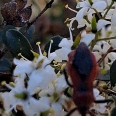 Gminatus australis at Justice Robert Hope Reserve (JRH) - 16 Dec 2023