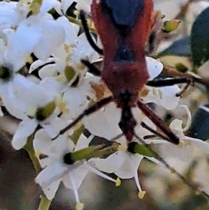 Gminatus australis at Justice Robert Hope Reserve (JRH) - 16 Dec 2023 10:51 AM