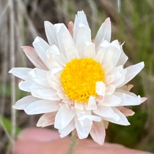 Leucochrysum alpinum at Kosciuszko National Park - 14 Dec 2023