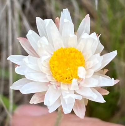 Leucochrysum alpinum (Alpine Sunray) at Cabramurra, NSW - 13 Dec 2023 by SteveBorkowskis