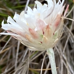 Leucochrysum alpinum at Kosciuszko National Park - suppressed