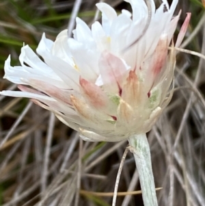 Leucochrysum alpinum at Kosciuszko National Park - suppressed