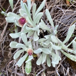 Leucochrysum alpinum at Kosciuszko National Park - 14 Dec 2023