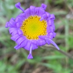 Brachyscome spathulata (Coarse Daisy, Spoon-leaved Daisy) at Kosciuszko National Park - 13 Dec 2023 by SteveBorkowskis