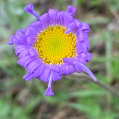 Brachyscome spathulata (Coarse Daisy, Spoon-leaved Daisy) at Kosciuszko National Park - 13 Dec 2023 by SteveBorkowskis