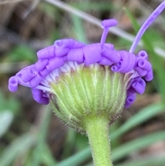 Brachyscome spathulata at Kosciuszko National Park - 14 Dec 2023