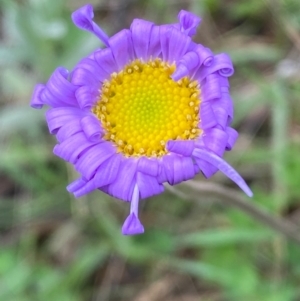 Brachyscome spathulata at Kosciuszko National Park - 14 Dec 2023