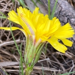 Microseris lanceolata (Yam Daisy) at Kosciuszko National Park - 14 Dec 2023 by SteveBorkowskis