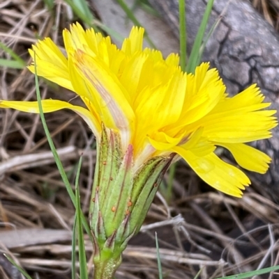 Microseris lanceolata (Yam Daisy) at Kosciuszko National Park - 13 Dec 2023 by SteveBorkowskis