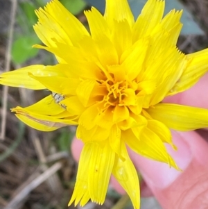 Microseris lanceolata at Kosciuszko National Park - 14 Dec 2023