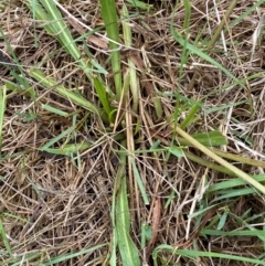 Microseris lanceolata at Kosciuszko National Park - suppressed