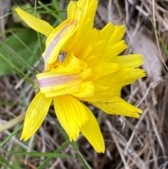 Microseris lanceolata at Kosciuszko National Park - 14 Dec 2023