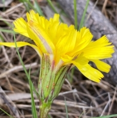 Microseris lanceolata at Kosciuszko National Park - suppressed