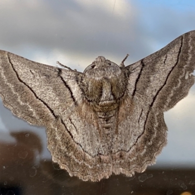 Hypobapta (genus) (A Geometer moth) at Jindabyne, NSW - 14 Dec 2023 by SteveBorkowskis