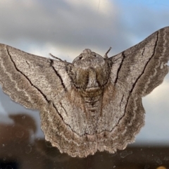Hypobapta (genus) (A Geometer moth) at Jindabyne, NSW - 13 Dec 2023 by SteveBorkowskis