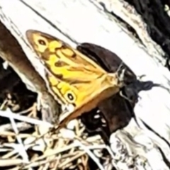 Heteronympha merope (Common Brown Butterfly) at Justice Robert Hope Reserve (JRH) - 16 Dec 2023 by abread111