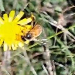 Apis mellifera (European honey bee) at Watson Woodlands - 16 Dec 2023 by abread111