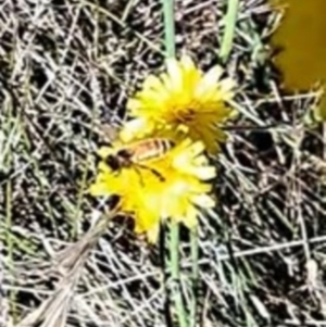 Apis mellifera at Justice Robert Hope Reserve (JRH) - 17 Dec 2023