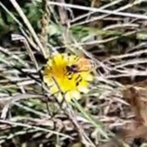 Apis mellifera at Justice Robert Hope Reserve (JRH) - 17 Dec 2023