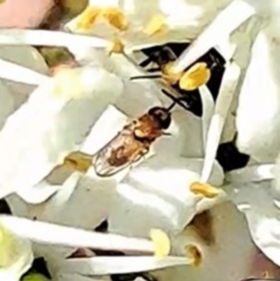 Lauxaniidae (family) at Justice Robert Hope Reserve (JRH) - 17 Dec 2023 by abread111