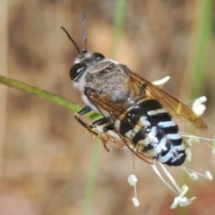 Bembix sp. (genus) (Unidentified Bembix sand wasp) at Oallen, NSW - 15 Dec 2023 by Harrisi