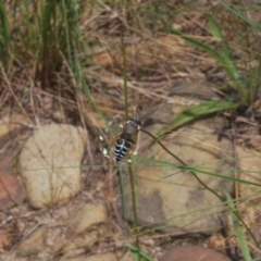 Bembix sp. (genus) at QPRC LGA - 15 Dec 2023