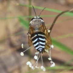 Bembix sp. (genus) at QPRC LGA - 15 Dec 2023