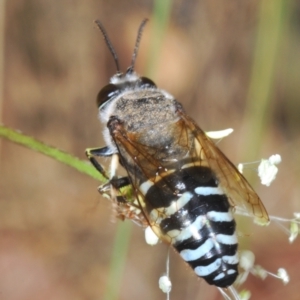 Bembix sp. (genus) at QPRC LGA - 15 Dec 2023