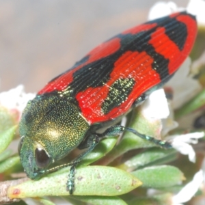 Castiarina ignota at Bywong, NSW - 16 Dec 2023