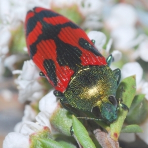 Castiarina ignota at Bywong, NSW - 16 Dec 2023