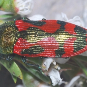 Castiarina ignota at Bywong, NSW - 16 Dec 2023