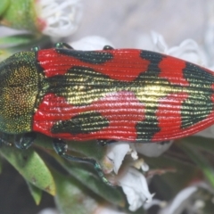Castiarina ignota at Bywong, NSW - 16 Dec 2023