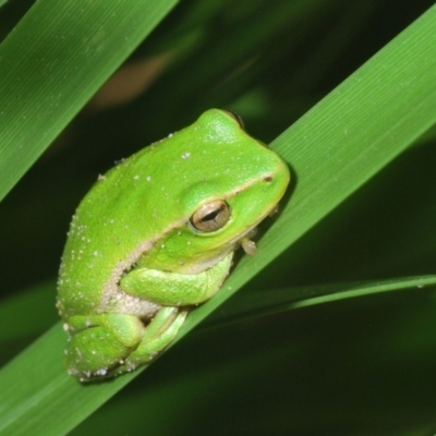 Litoria nudidigita (Narrow-fringed Tree-frog) at QPRC LGA - 15 Dec 2023 by Harrisi