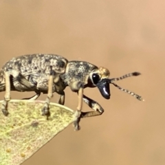 Rhinaria sp. (genus) (Unidentified Rhinaria weevil) at QPRC LGA - 16 Dec 2023 by SteveBorkowskis