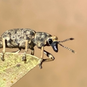 Rhinaria sp. (genus) at QPRC LGA - 17 Dec 2023