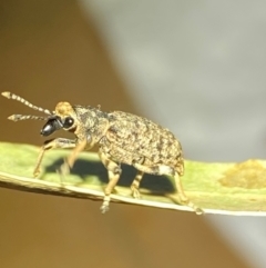 Rhinaria sp. (genus) at QPRC LGA - 17 Dec 2023