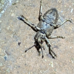 Rhinaria sp. (genus) at QPRC LGA - 17 Dec 2023