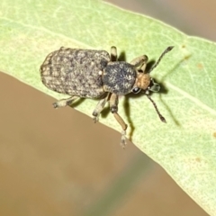 Rhinaria sp. (genus) at QPRC LGA - suppressed