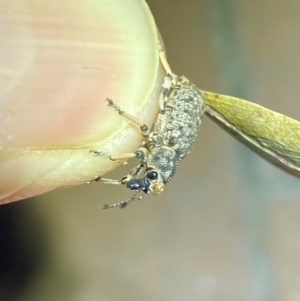 Rhinaria sp. (genus) at QPRC LGA - suppressed