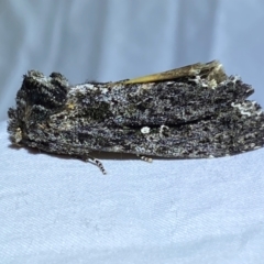 Neola semiaurata (Wattle Notodontid Moth) at Jerrabomberra, NSW - 16 Dec 2023 by SteveBorkowskis