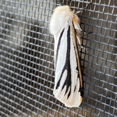 Aloa marginata (Donovan's Tiger Moth) at Jindabyne, NSW - 13 Dec 2023 by SteveBorkowskis