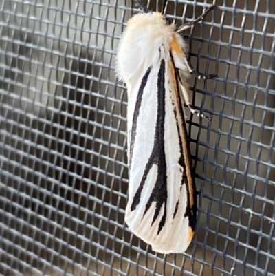 Aloa marginata (Donovan's Tiger Moth) at Jindabyne, NSW - 13 Dec 2023 by SteveBorkowskis