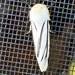 Aloa marginata at Jindabyne, NSW - 14 Dec 2023