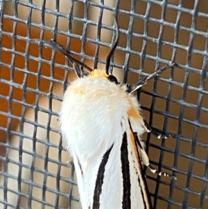 Aloa marginata at Jindabyne, NSW - 14 Dec 2023