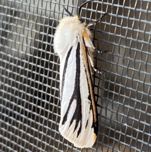 Aloa marginata at Jindabyne, NSW - 14 Dec 2023