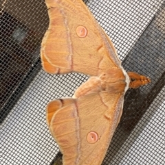Opodiphthera helena (Helena Gum Moth) at Jindabyne, NSW - 13 Dec 2023 by SteveBorkowskis