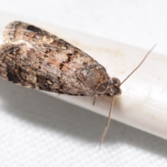 Unidentified Noctuoid moth (except Arctiinae) at QPRC LGA - 15 Dec 2023 by DianneClarke